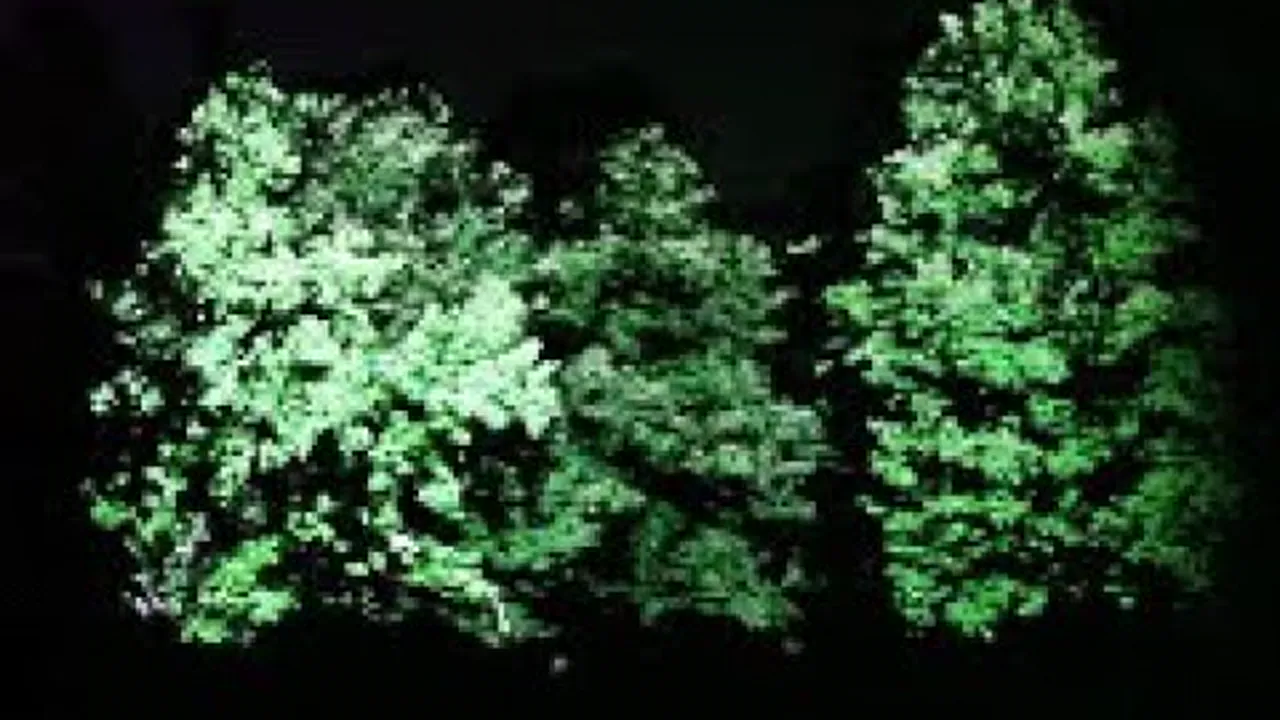 Mapping on Trees video mapping interattivo Apparati Effimeri Bologna